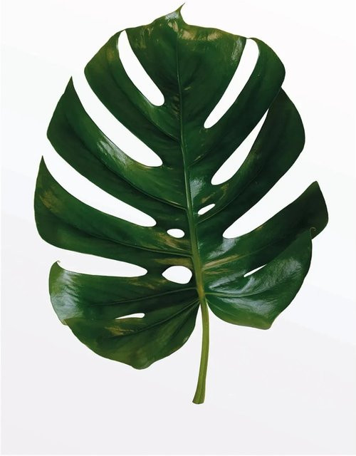 Komar Wandbild Monstera Leaf Green, B: 50 cm, H: 70 cm - Bild 1