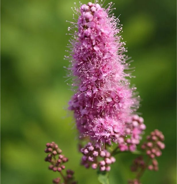 Spiraea billardii Triumphans Kolbenspiere pink Heckenpflanze und Solitärpflanze - Bild 1