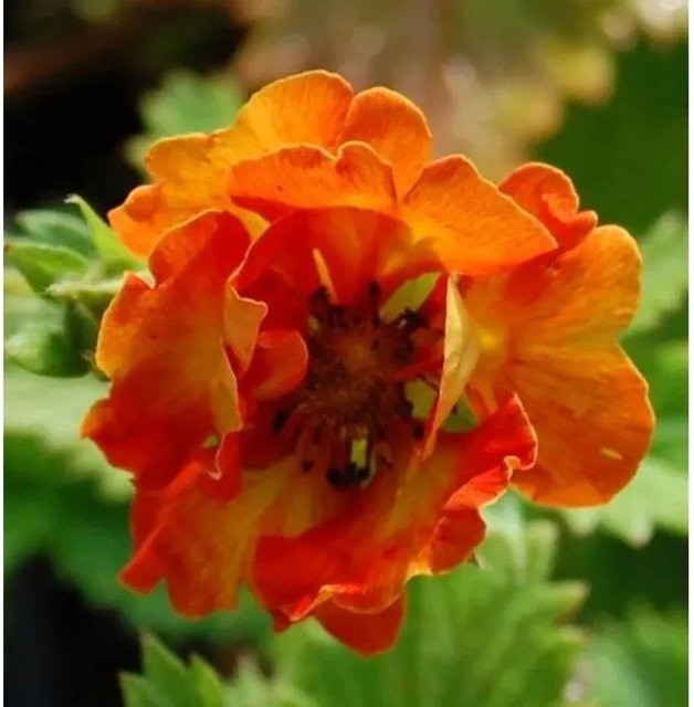 Fingerkraut William Rollinson Potentilla Hybrid als mehrjährige Staude und Bodendecker für Steingärten und Naturgärten - Bild 1