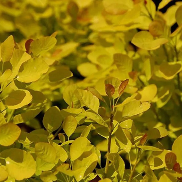 Arborix Perückenstrauch Golden Spirit Cotinus coggygria mit gelbem Laub im Container - Bild 1
