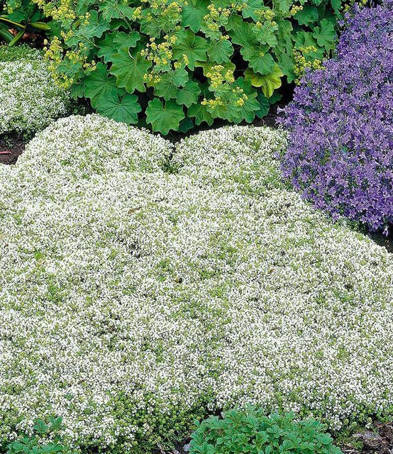 Weißer Polsterthymian - Bild 1