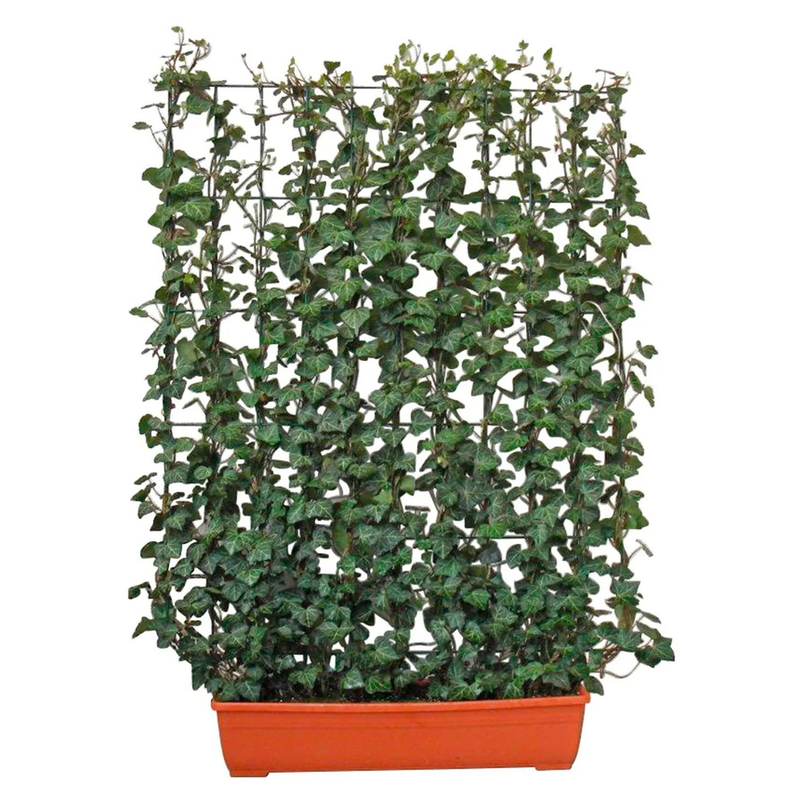 Hedera helix Efeu Hecke für Balkon und Terrasse, Höhe: 130 cm, Breite: 100 cm - Bild 2
