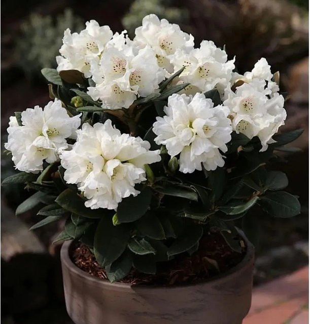 Großblumiger Rhododendron Honigduft Alpenrose von Die Nr-01.de für Hecken und Garten - Bild 1