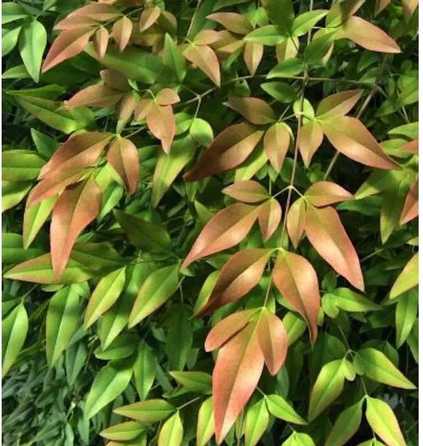 Himmelsbambus Firepower Nandina domestica Strauch, grün, 30-40 cm - Bild 1