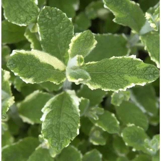 Rundblättrige Minze Variegata Mentha rotundifolia als mehrjährige Pflanze im Topf von Nr-01.de - Bild 1