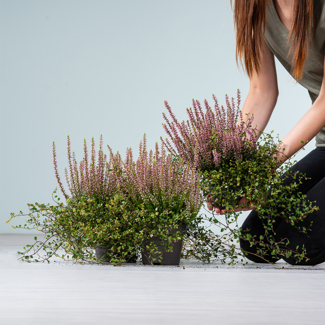 BLUME2000 Besenheide und Drahtwein Set, 3 Stück für Balkone, Blumenkübel und Gartenbeete - Bild 1