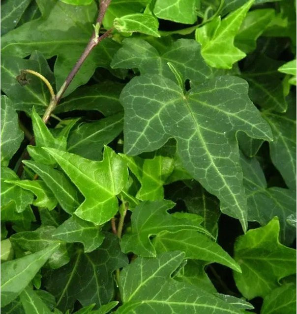 10x Hedera helix Efeu Green Ripple, Topfpflanze in 15-20 cm Höhe - Bild 1