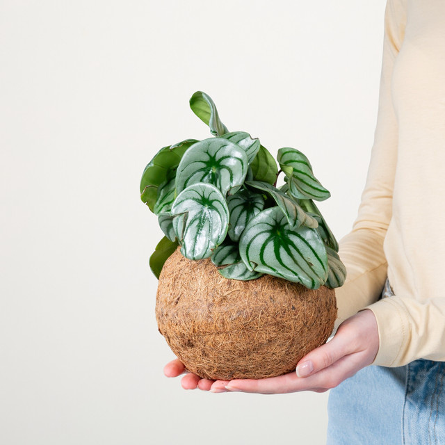 Kokodama Peperomia Watermelon von Green Living in Grün - Bild 1