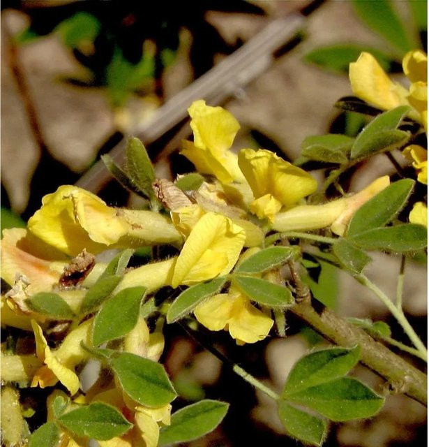 Kopfginster Chamaecytisus supinus gelber Zwergstrauch für den Außenbereich 20-30 cm - Bild 1
