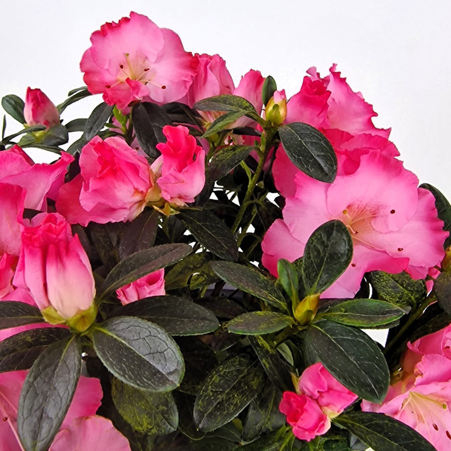 Blühende Azalee im Keramiktopf in Pink von Blumenversand Edelweiß - Bild 2