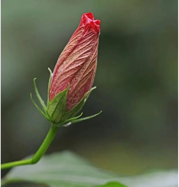 Hibiscus moscheutos Summerific My Valentine rote Zierstaude von Nr-01.de - Bild 1