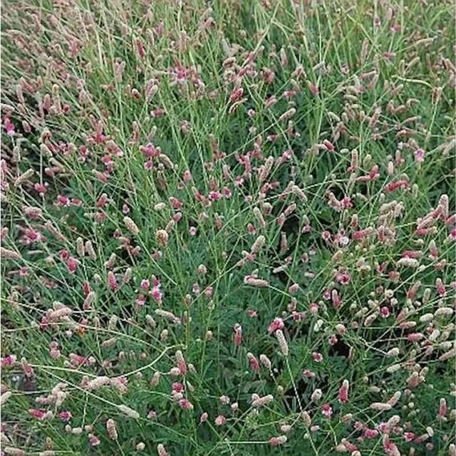 Wiesenknopf Tanna Sanguisorba officinalis in Pink von Nr-01.de - Bild 1