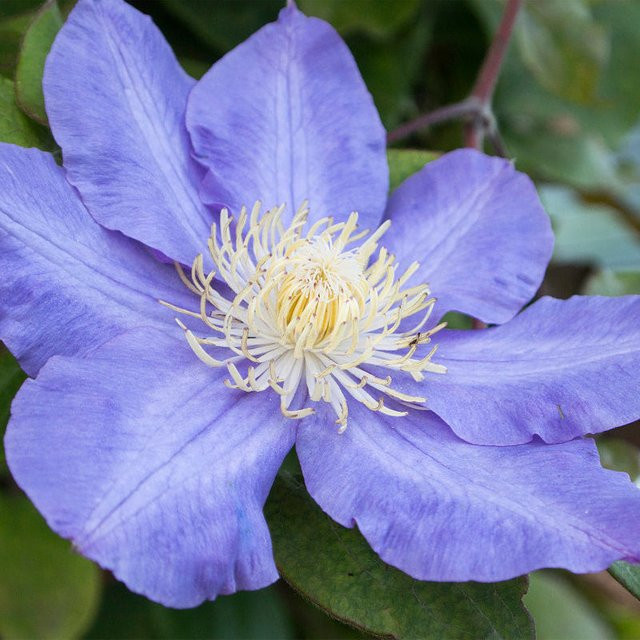 Clematis Diamantina Kletterpflanze in Violett - Bild 1