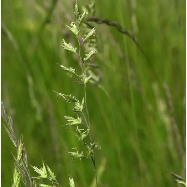 Schafschwingel Festuca ovina als grüne mehrjährige Staude und Bodendecker für Steingärten und Kübelpflanzen - Bild 1