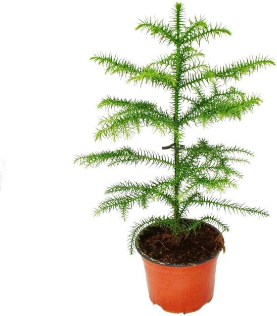 Exotenherz Araucaria Heterophylla Zimmertanne als Zimmerpflanze in Grün - Bild 1