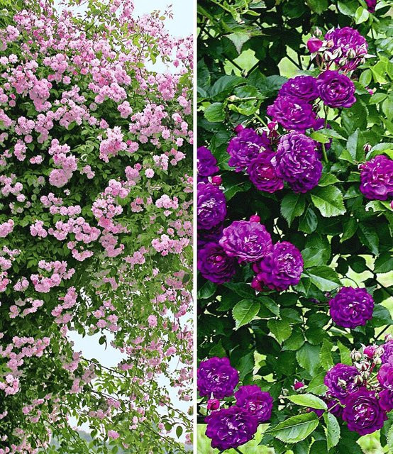 Rambler-Rosen-Kollektion in Blau und Rosa - Bild 1