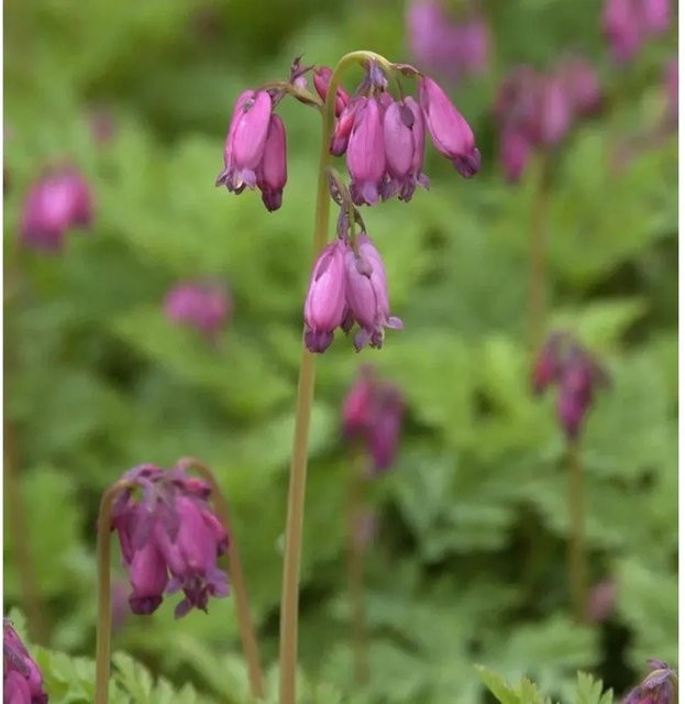 Dicentra formosa Zwergherzblume Bountiful Pink als mehrjährige Bodendecker-Staude - Bild 1