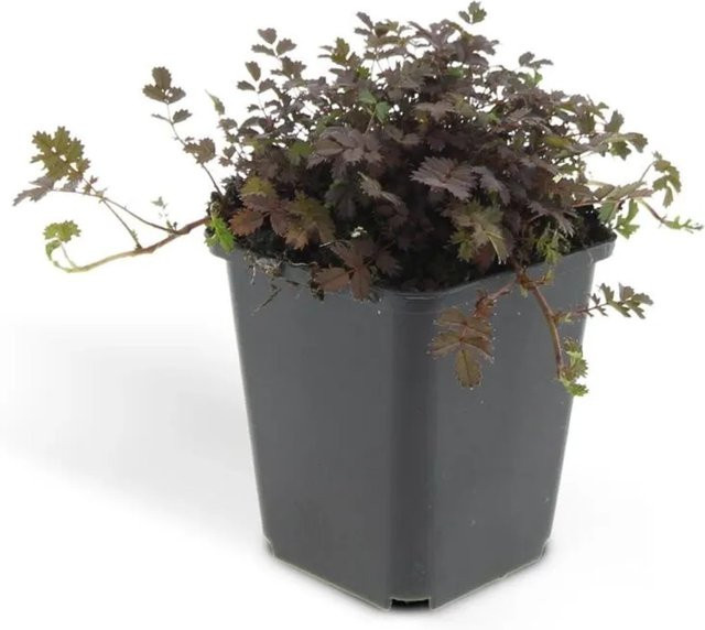Exotenherz Bodendecker Acaena Microphylla Braunrotes Stachelnüsschen Kupferteppich, 6 Pflanzen im 9 cm Topf - Bild 1