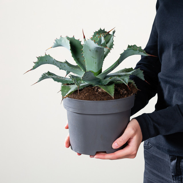 Agave Potatorum Sukkulente von BLUME2000 als Zimmerpflanze - Bild 1