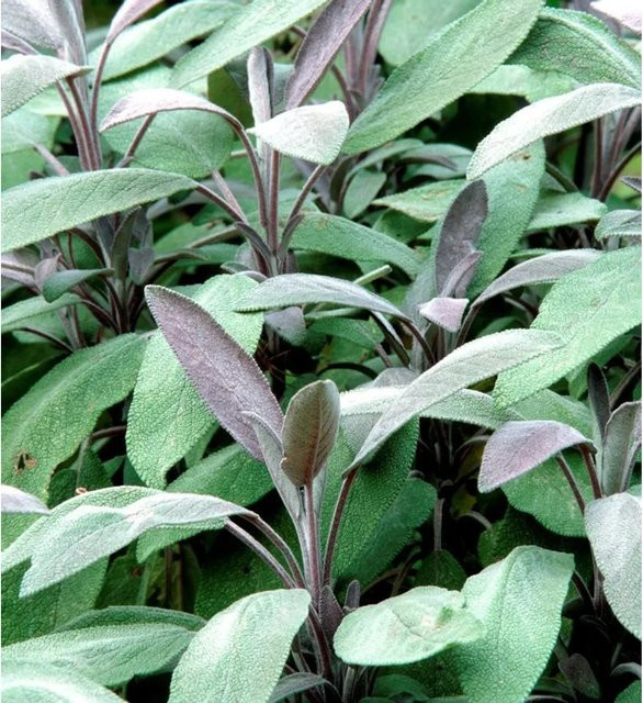 Echter Salbei Nazareth Salvia officinalis als grüne Gewürz- und Duftpflanze im Topf - Bild 1