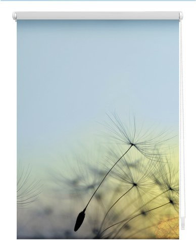Lichtblick Rollo Klemmfix Pusteblume Blau, blickdicht, B/H: 120 x 150 cm - Bild 1