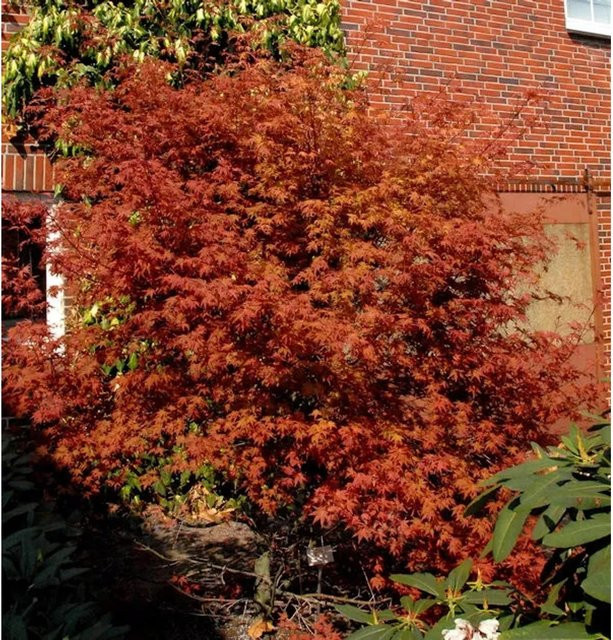 Rotaustreibender Fächerahorn Deshojo Acer palmatum in Rot, Höhe: 60-80 cm - Bild 1