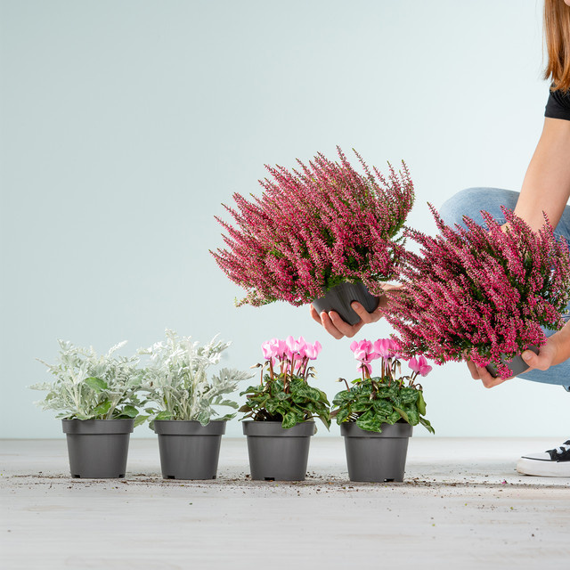 BLUME2000 Herbst-Pflanzenmix aus Knospenheide Rot, Alpenveilchen Rosa und Silberblatt, 6 Stück - Bild 1