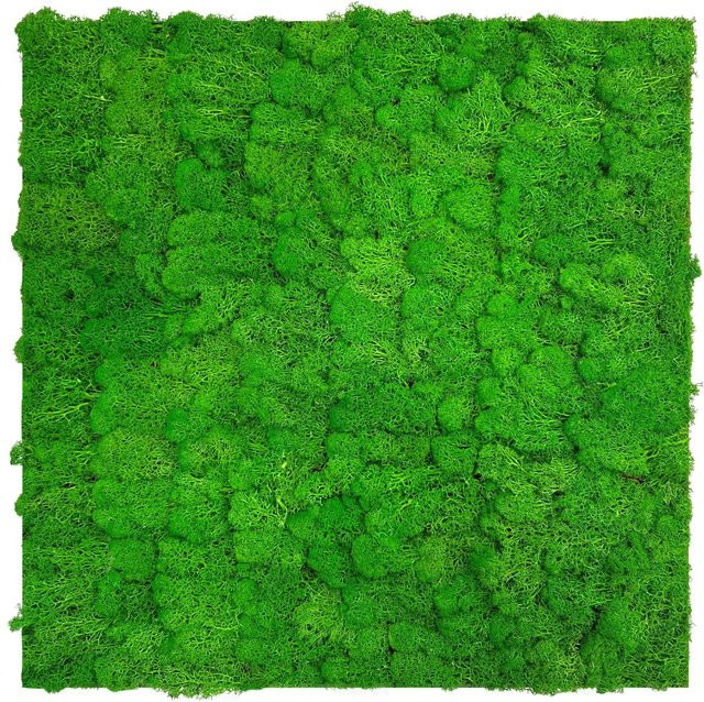 Jangal Wandpaneel Modular Wall in Rich Green Moos, B/H: 52 x 52 cm - Bild 1