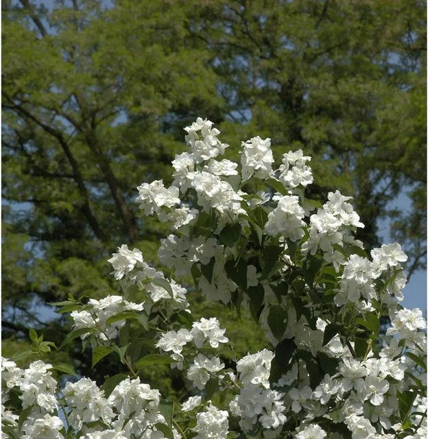 Gefüllter Gartenjasmin Philadelphus als weiße Heckenpflanze oder Solitärpflanze, Höhe: 35 cm - Bild 1