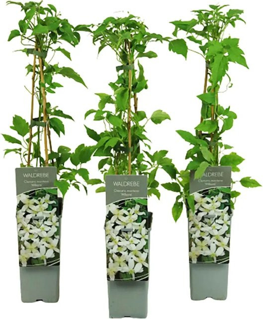 Clematis montana Berg-Waldrebe Wilsonii Kletterpflanze von GROW by OBI, Höhe: 40 - 60 cm - Bild 1