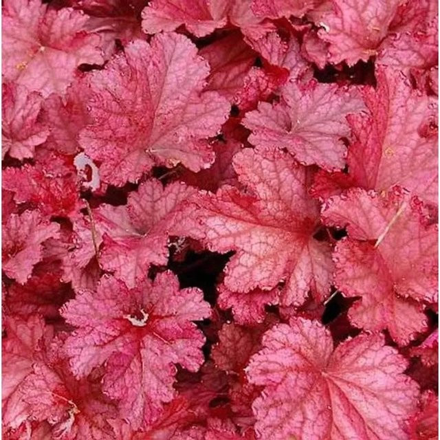 Heuchera micrantha Purpurglöckchen Berry Smoothie Pink im Topf - Bild 1