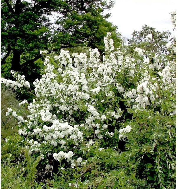 Gartenjasmin Philadelphus Dame Blanche als weiße Heckenpflanze für den Garten - Bild 1