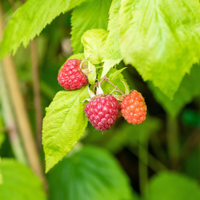 BIO Himbeere Pokusa Rubus idaeus Strauch von BLUME2000 - Bild 1