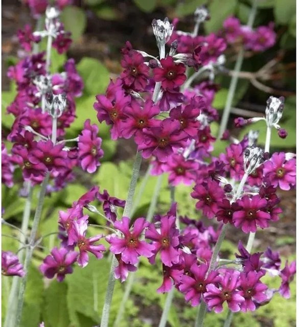 Primula pulverulenta Primel Pulverulenta mehrjährige Pflanze für Steingärten und Naturgärten - Bild 1