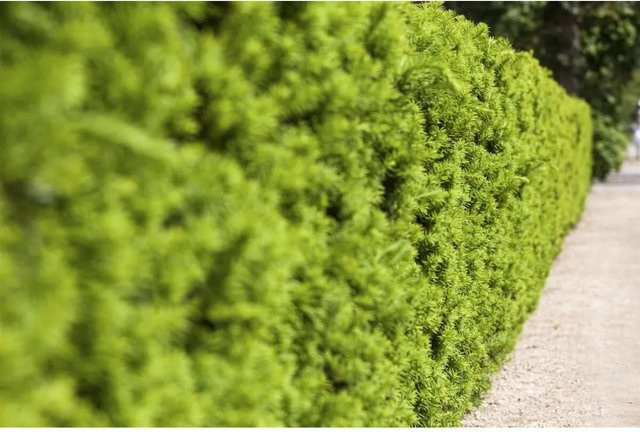 Taxus media Hicksii Eibenhecke als immergrüne Heckenpflanze, Höhe: 175-200 cm - Bild 1