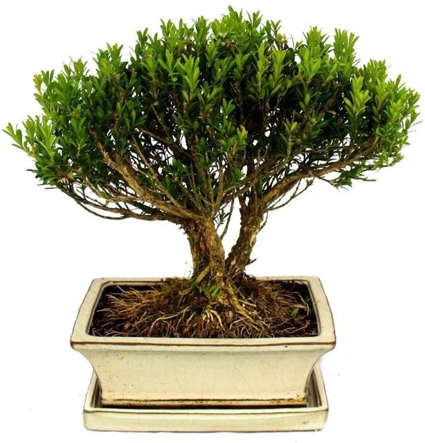 Exotenherz Bonsai Buchsbaum Buxus Herlandii in grüner Keramikschale für Outdoor und Indoor - Bild 1