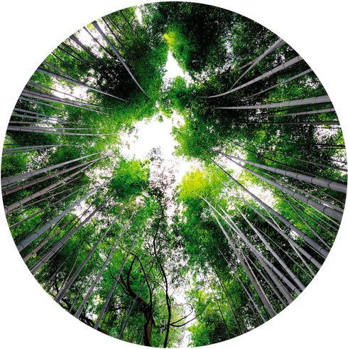 K&L Wall Art Runde Vliestapete Hugonnard Wald Baumkronen, mehrfarbig, matt - Bild 1
