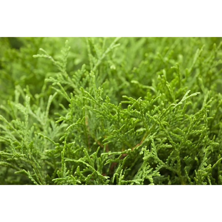 Thuja occidentalis Tiny Tim Zierstrauch in Grün, Höhe: 30 cm - Bild 2