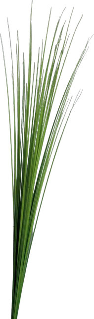 Aplanta Künstliches Isolepsis Gras Arianna Höhe: 70 cm - Bild 1