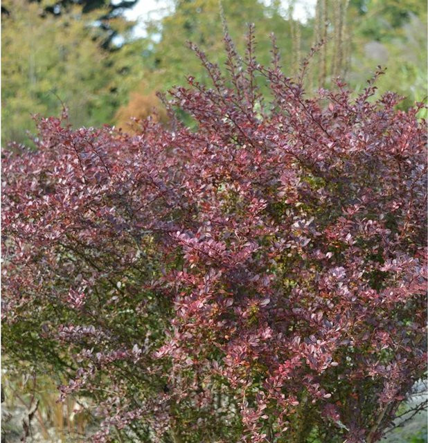 Berberis thunbergii Coral Heckenpflanze in Rot und Purpur, 15-20 cm - Bild 1