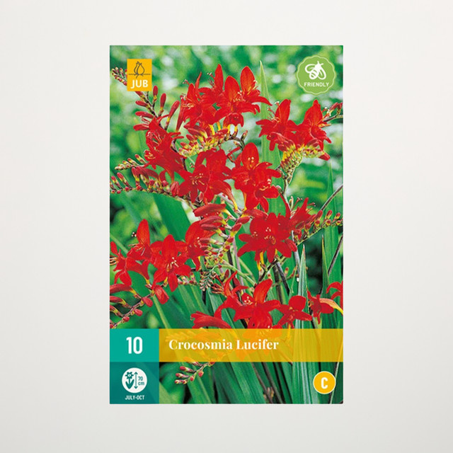 Montbretie Lucifer Knollen für Steingärten, Staudenbeete und Kübel, 10 Stück von BLUME2000 - Bild 1