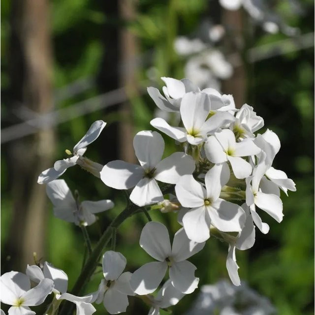 Nachtviole Alba Hesperis matronalis weiße Staude für deinen Garten - Bild 1