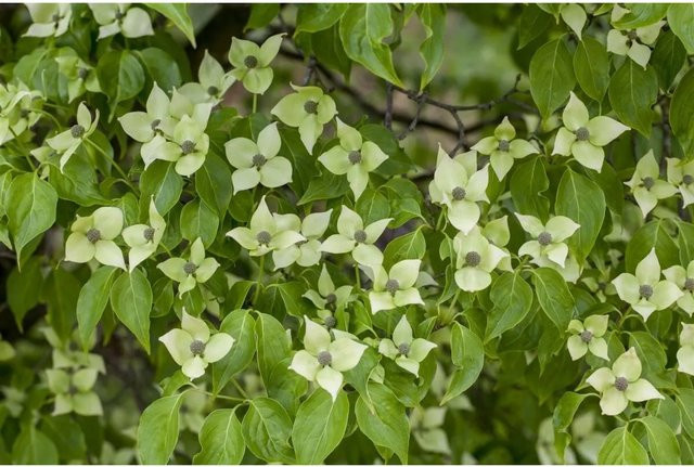 Chinesischer Blumen-Hartriegel Cornus Kousa Chinensis China Girl von Pflanzen für dich, Höhe: 80–100 cm - Bild 1