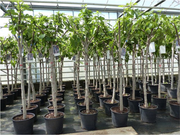 Winterharte Feige Ficus Carica mit kräftigem Stamm, Höhe: 150-180 cm, Grünwaren