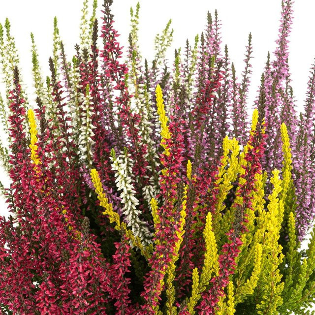Besenheide Quattro Gardengirls bunt als mehrjährige Zierpflanze - Bild 1