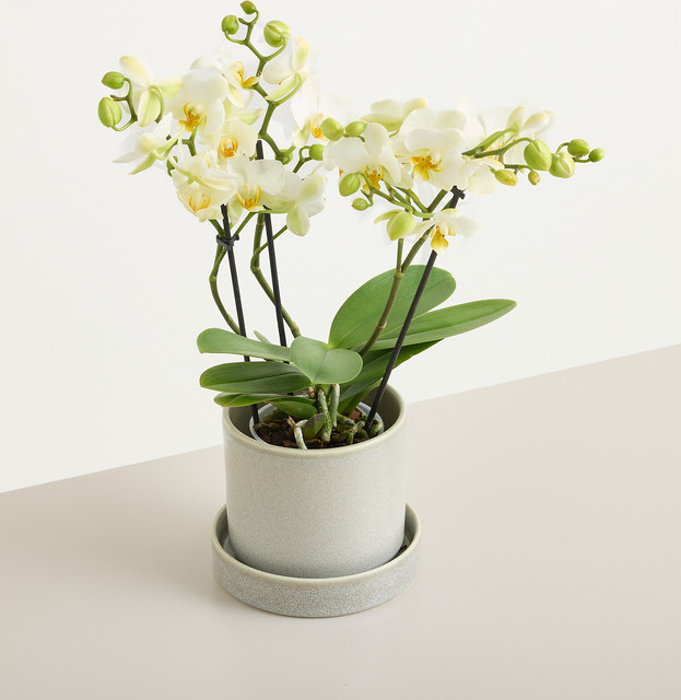 Blume2000 Orchidee Lausanne in Weiß als Zimmerpflanze im Topf - Bild 1