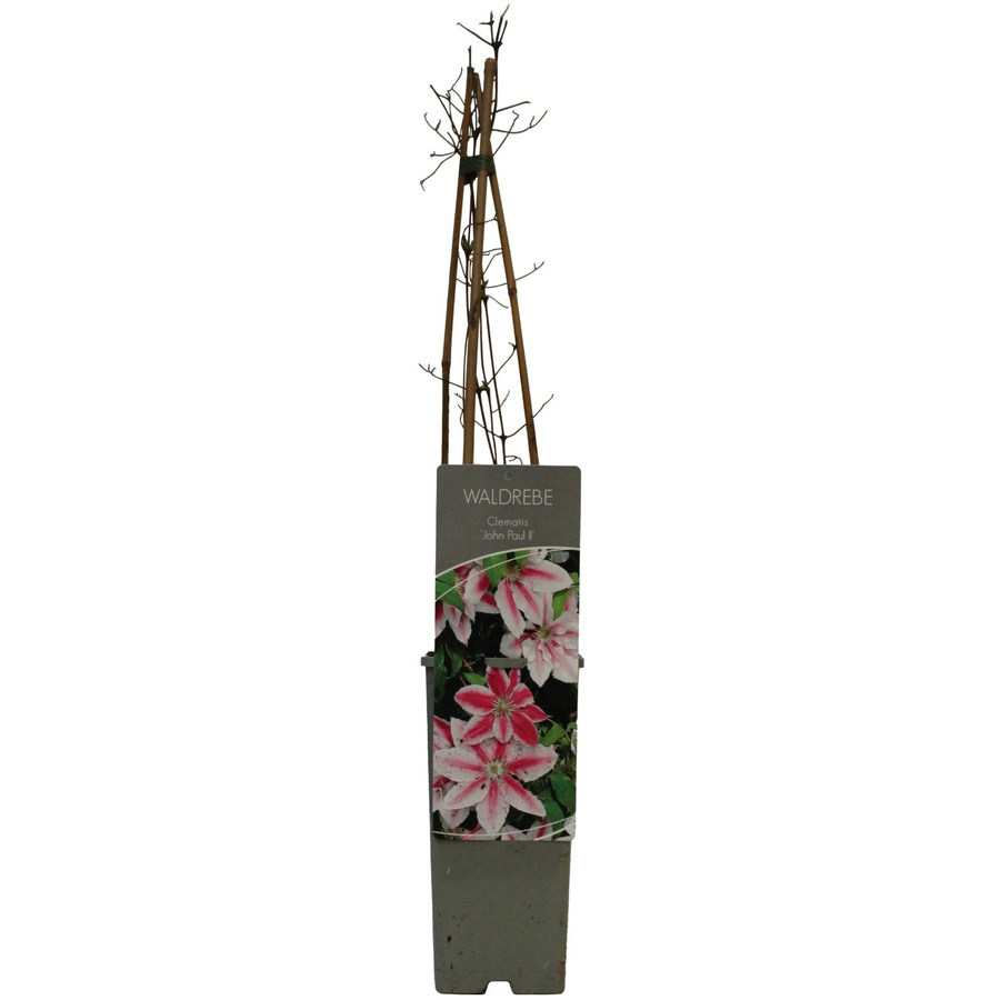 Waldrebe John Paul in Weiß-Pink, Höhe: 40 - 60 cm, Topf-Durchmesser: 17 cm - Bild 2