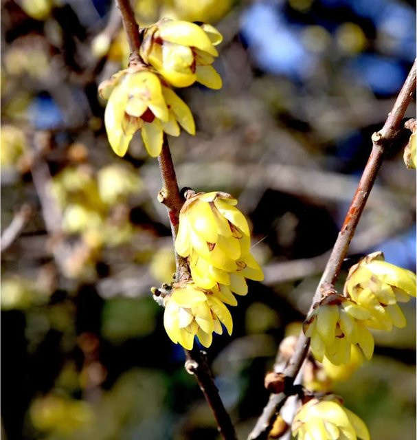 Chimonanthus praecox Chinesische Winterblüte Strauch für den Garten, Höhe: 80-100 cm - Bild 1