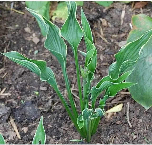 Funkie Praying Hands Hosta cultorum grüne Staude für den Garten - Bild 1