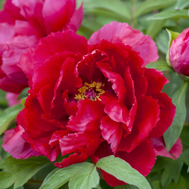 Rote Pfingstrose Paeonia als Topfstaude von BLUME2000 - Bild 1